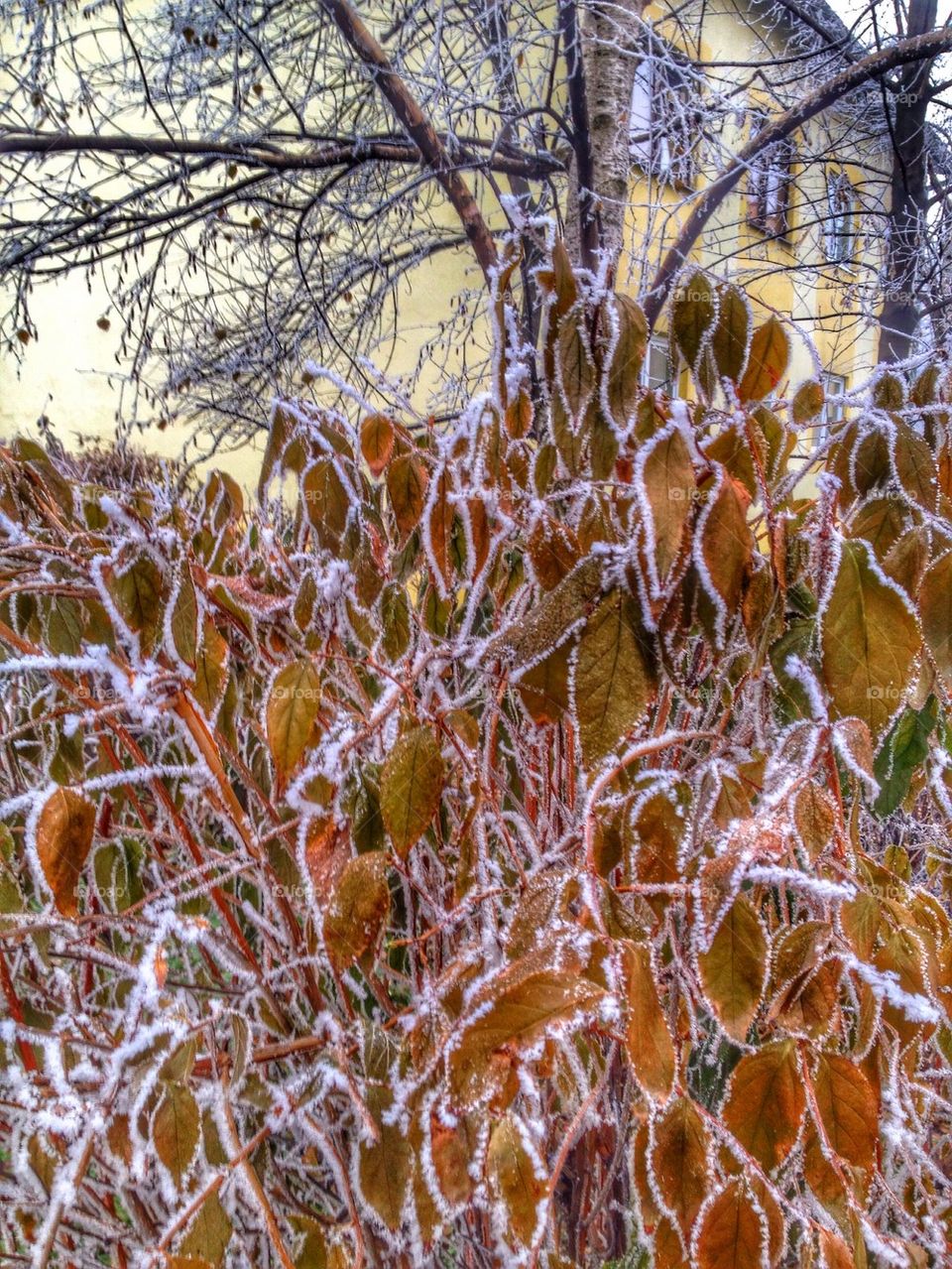 winter tree