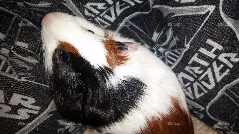 High angle view of guinea pig