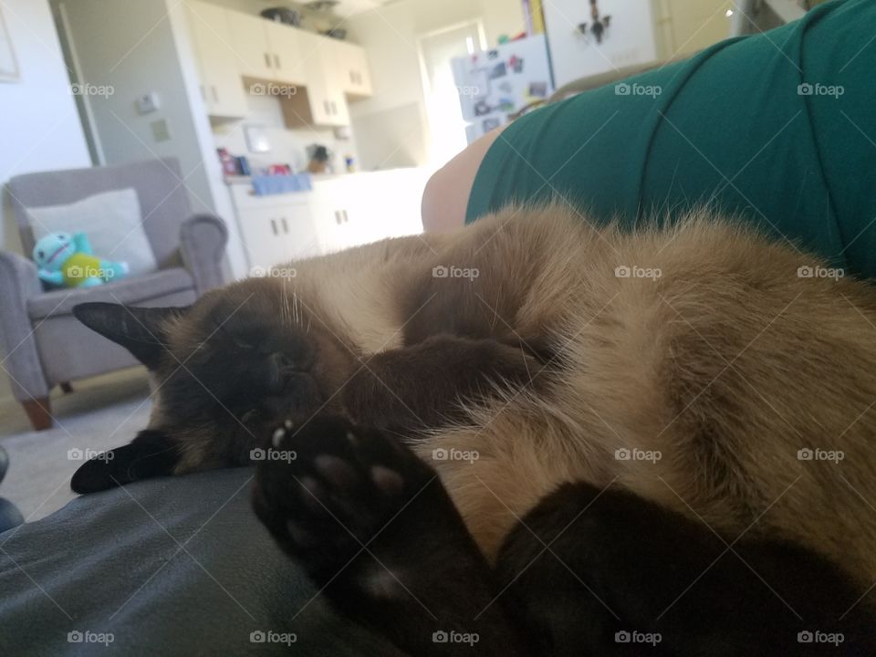 cute toe beans, cat sleeping