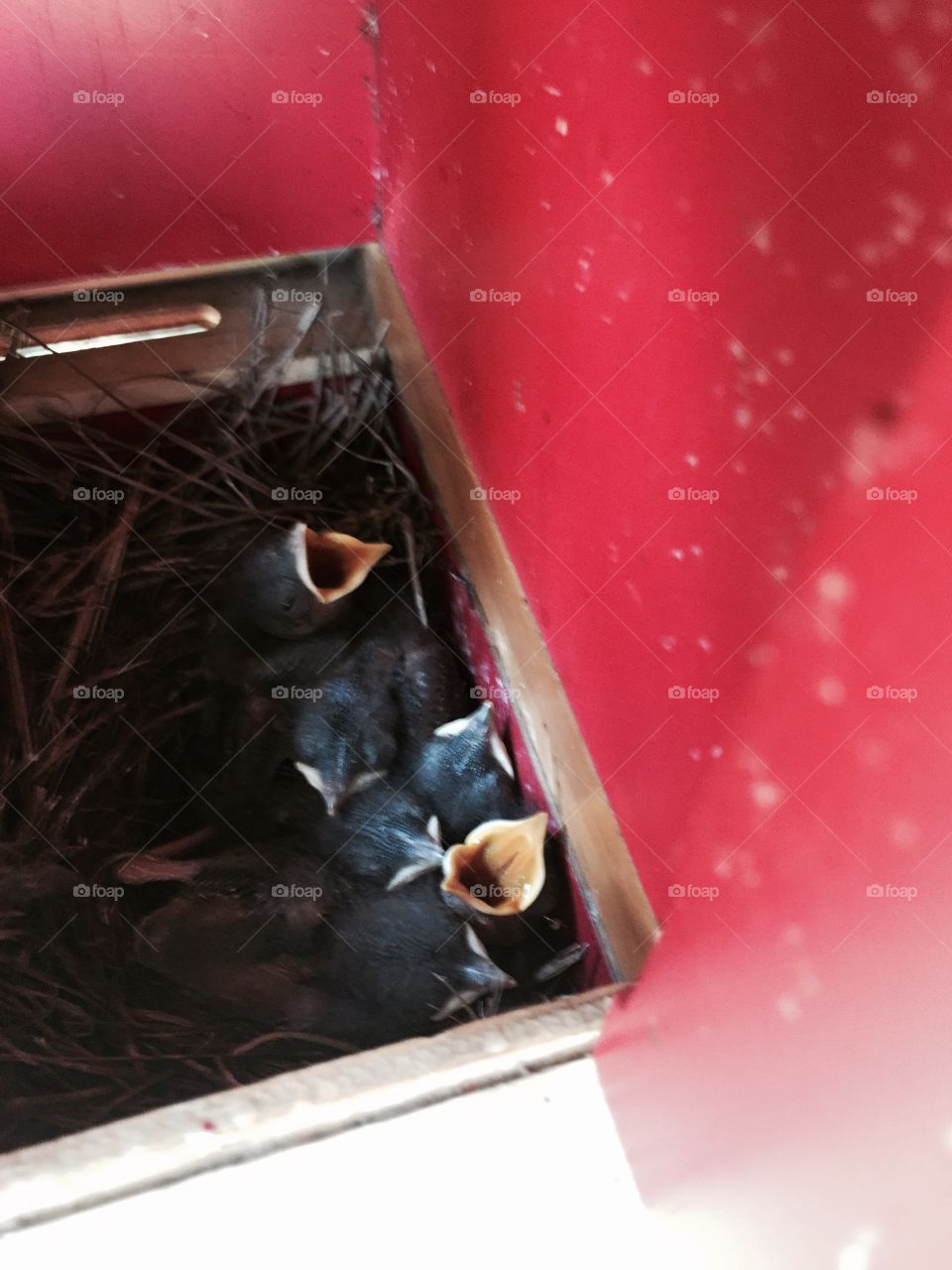 5 little hungry bluebirds waiting for momma to bring them some food. 