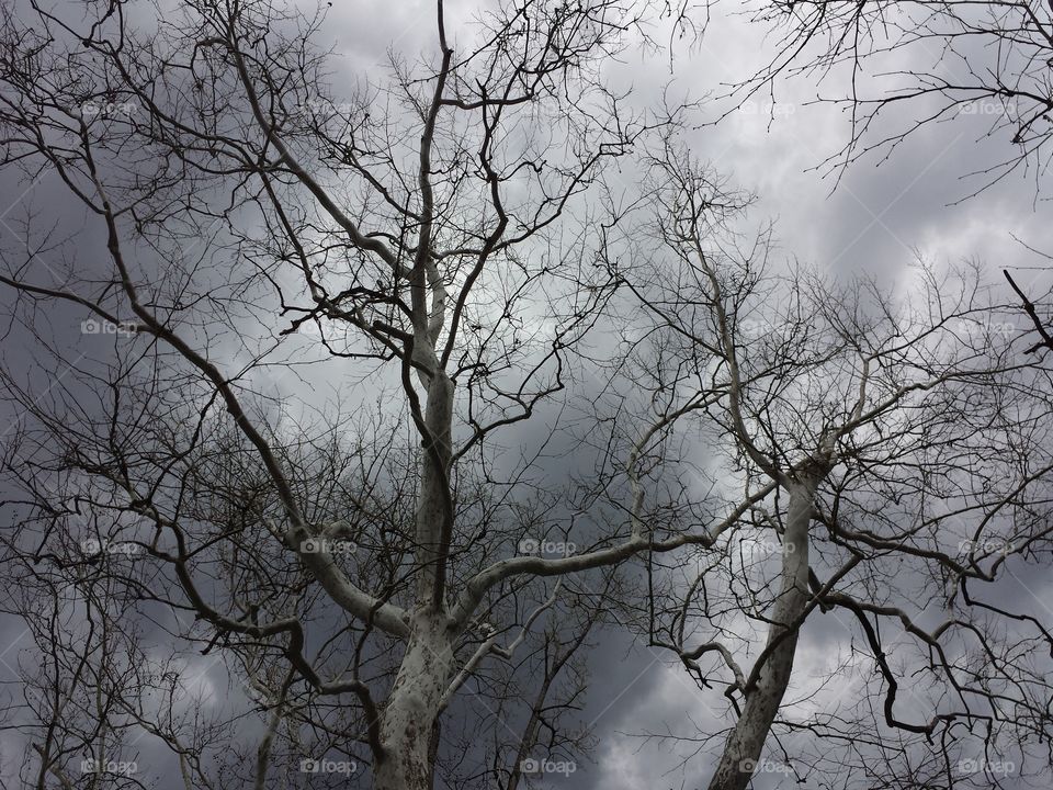 stormy tree. cloudy day but no rain.  the sky was dark and I walked under the tree and thought...this would make a cool picture.