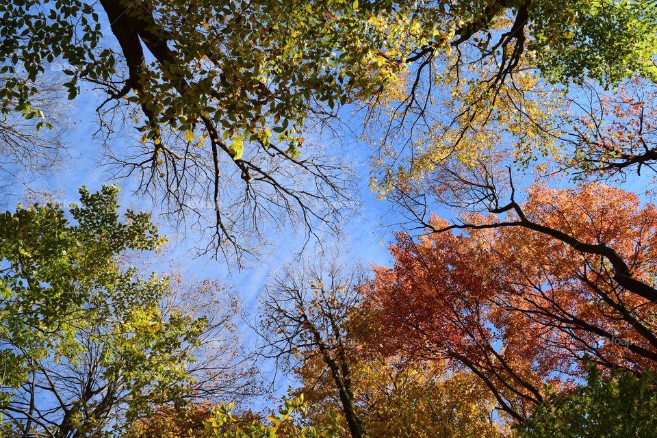 A Skyward View Through the Autumn Forest