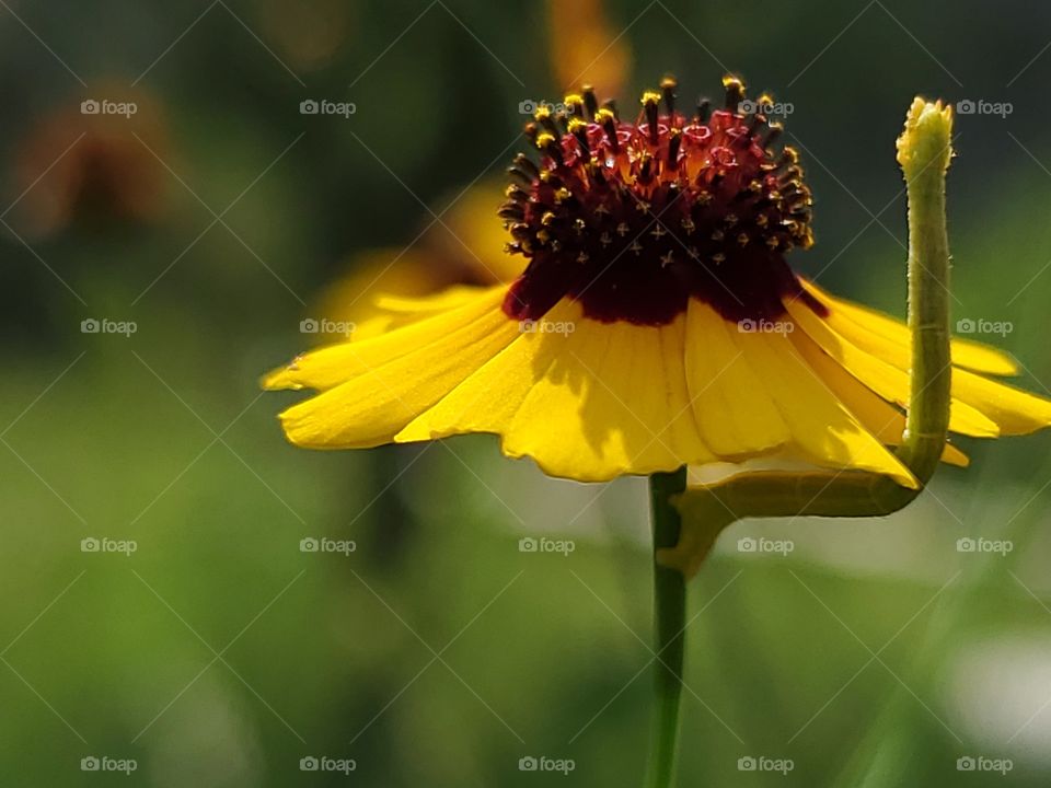 Macro of a tint green caterpillar climbing up a yellow nickel size wildflower to feed on the nectar,  surrounded by a green background.