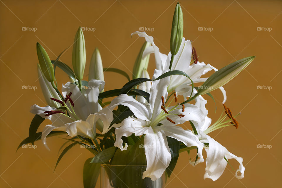 white lilies