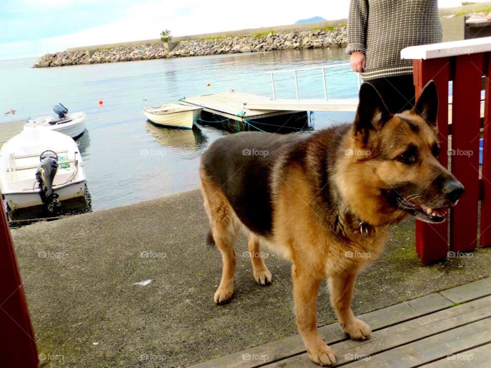 Buddy wants to go fishing.. Out on a fishingvacation. Alnes, Norway.