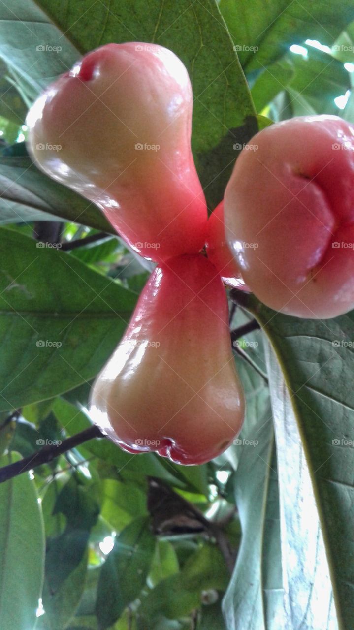 rose apple