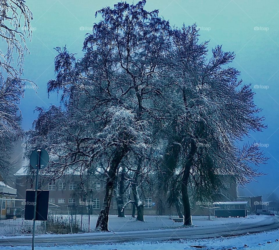 Big frosty tree