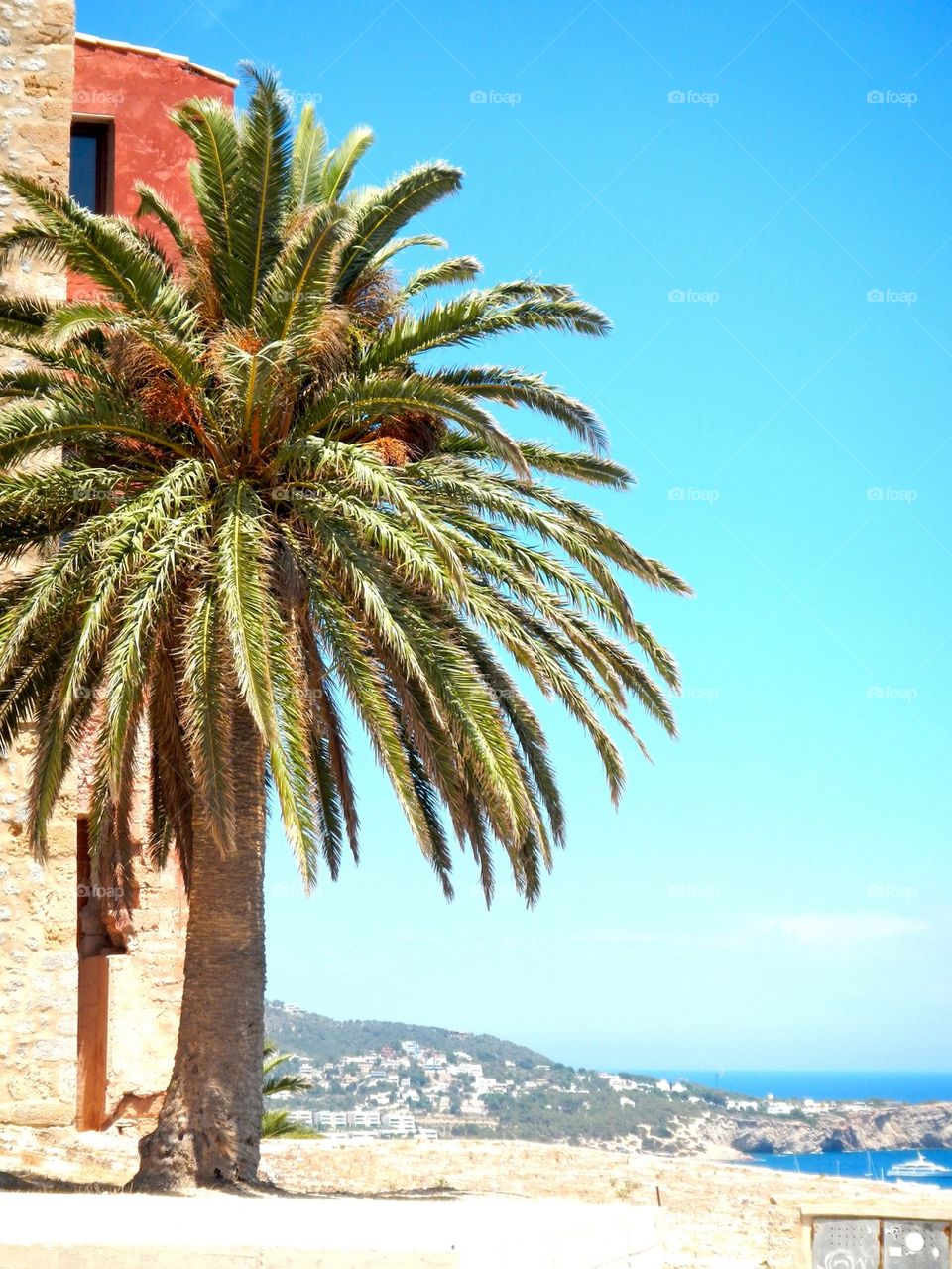 Palm tree under the sun