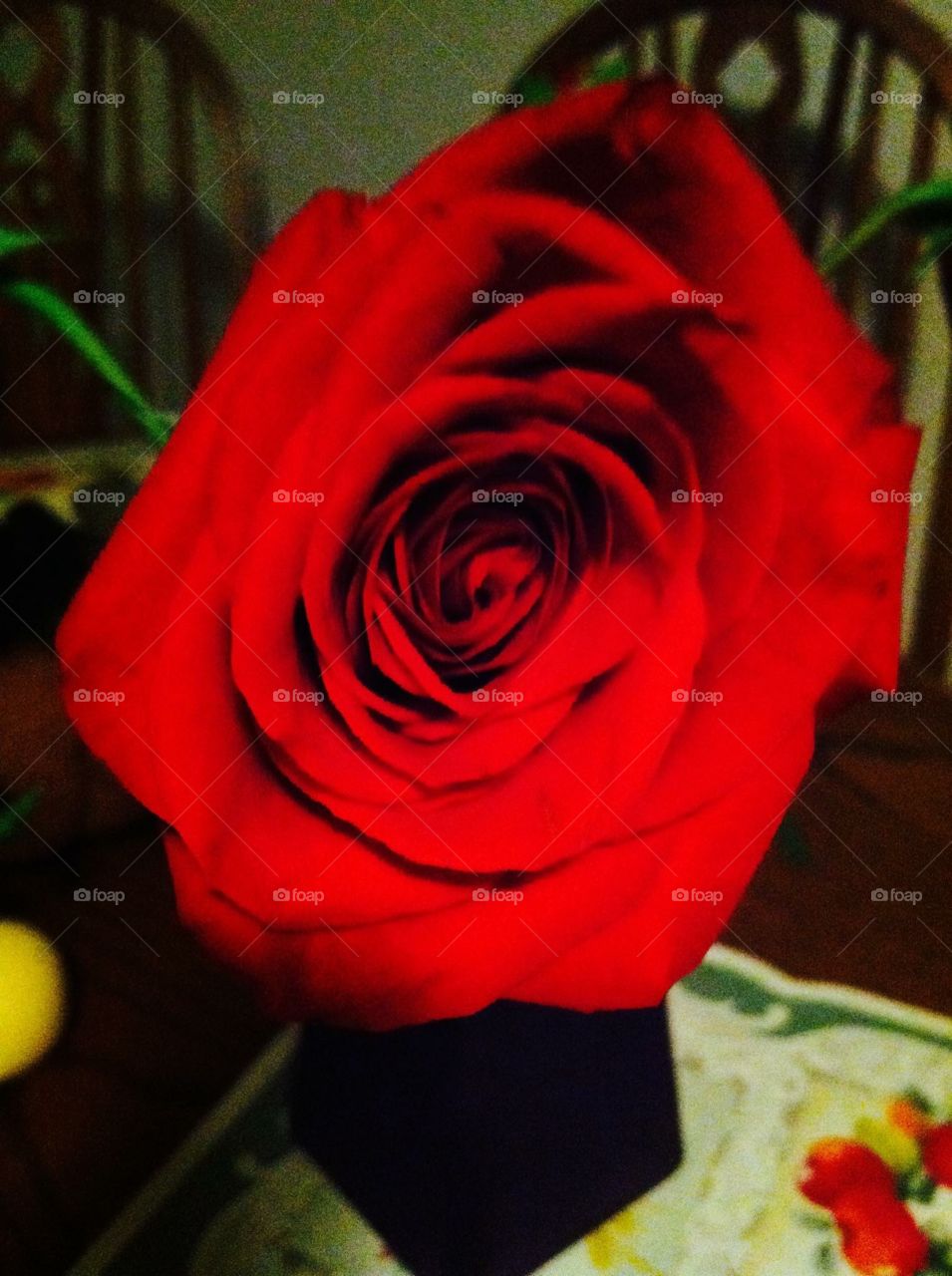 Beautiful up close red rose
