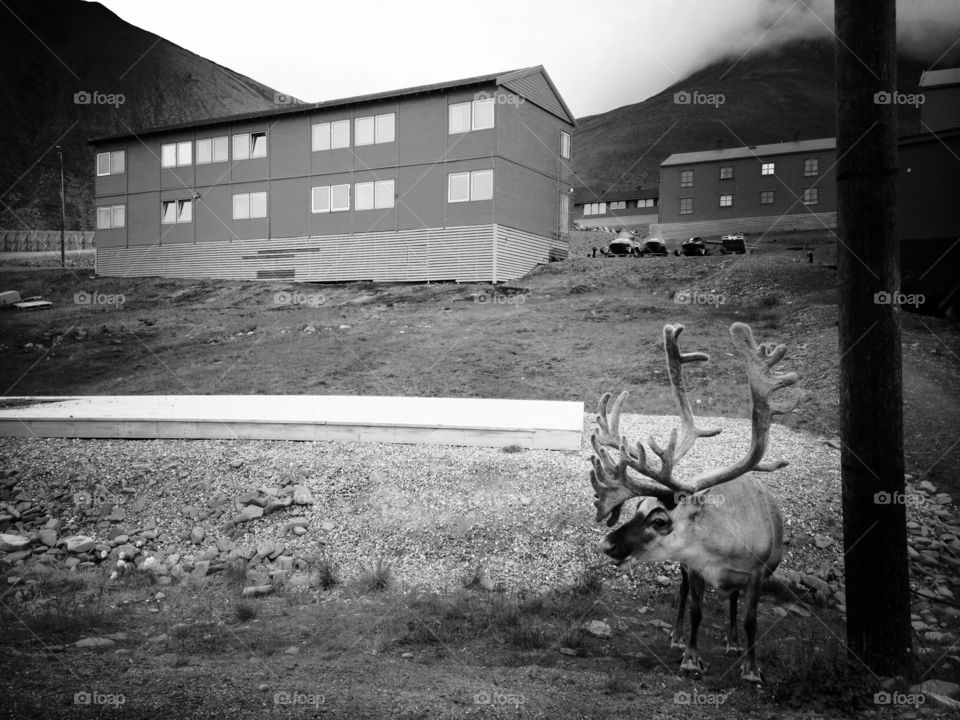 A reindeer along the side of the road in Longyearbyen, Svalbard.