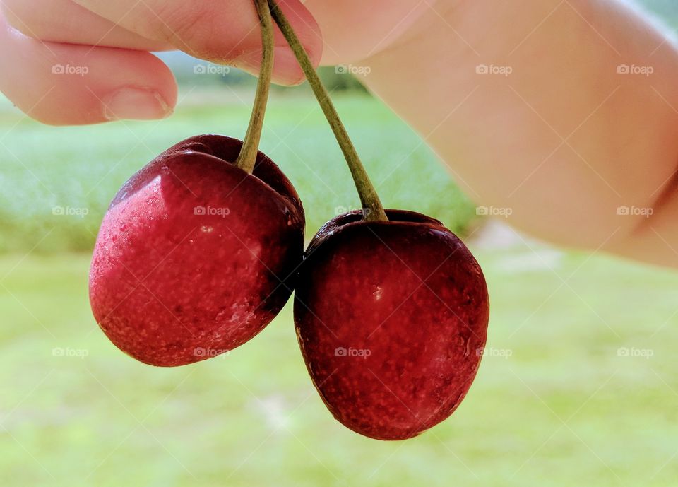 delicious fresh red cherries