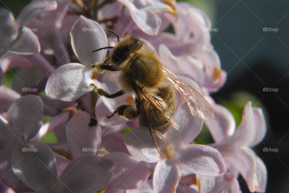 bee on a flower closeup