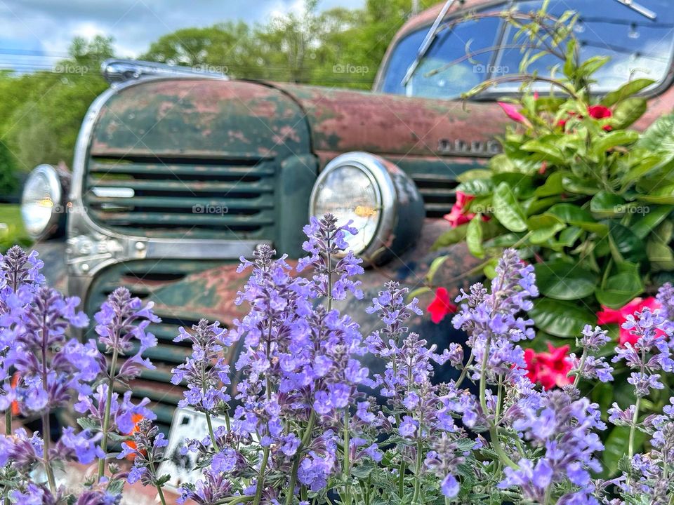 Rusted old truck surrounded by flowers 