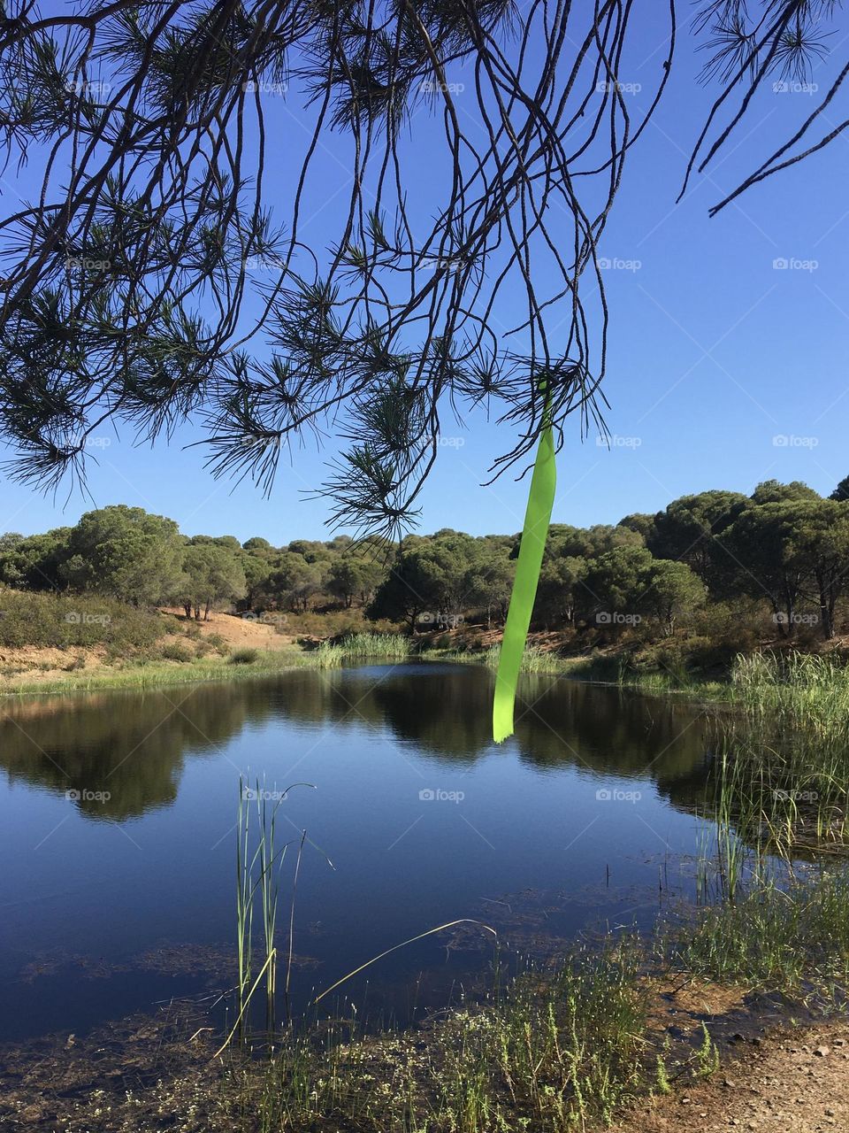 Green ribbon for a trail running near peaceful pond