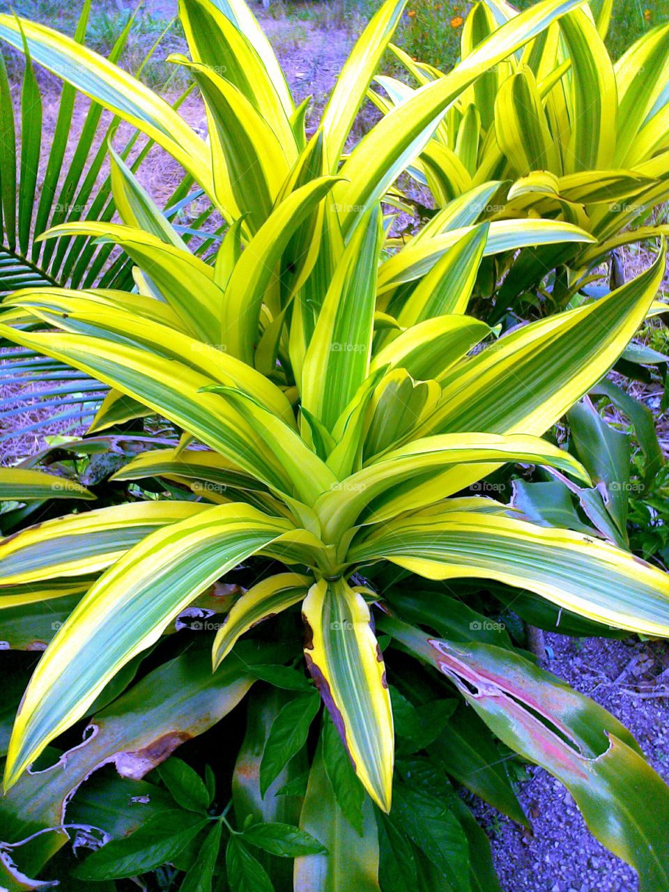 Dracaena Fragrant plants