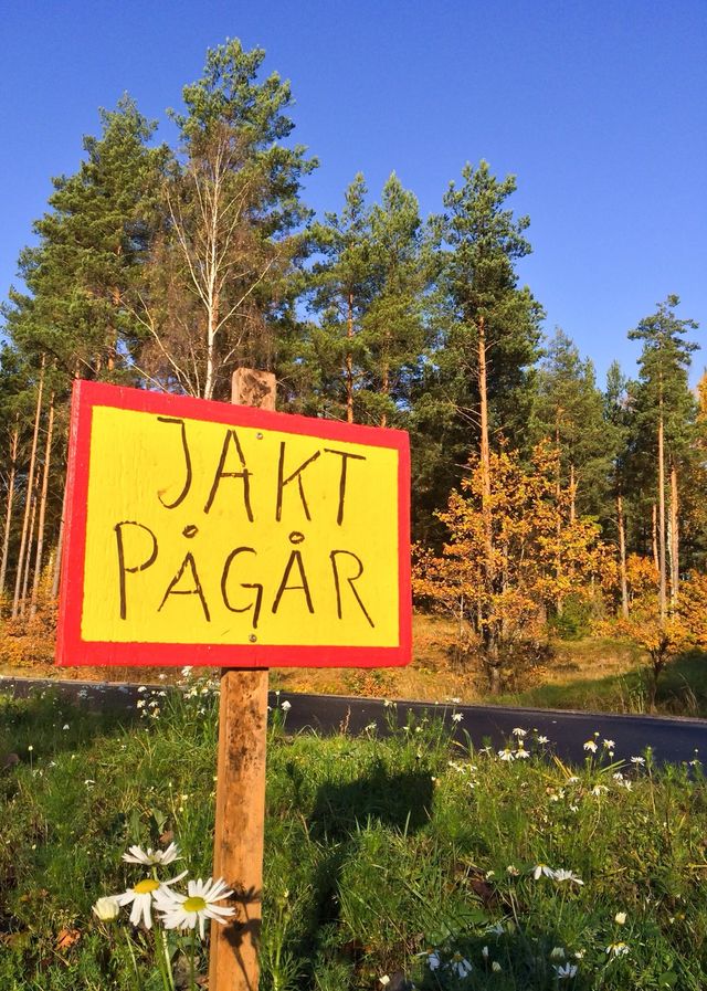 Älgjakt