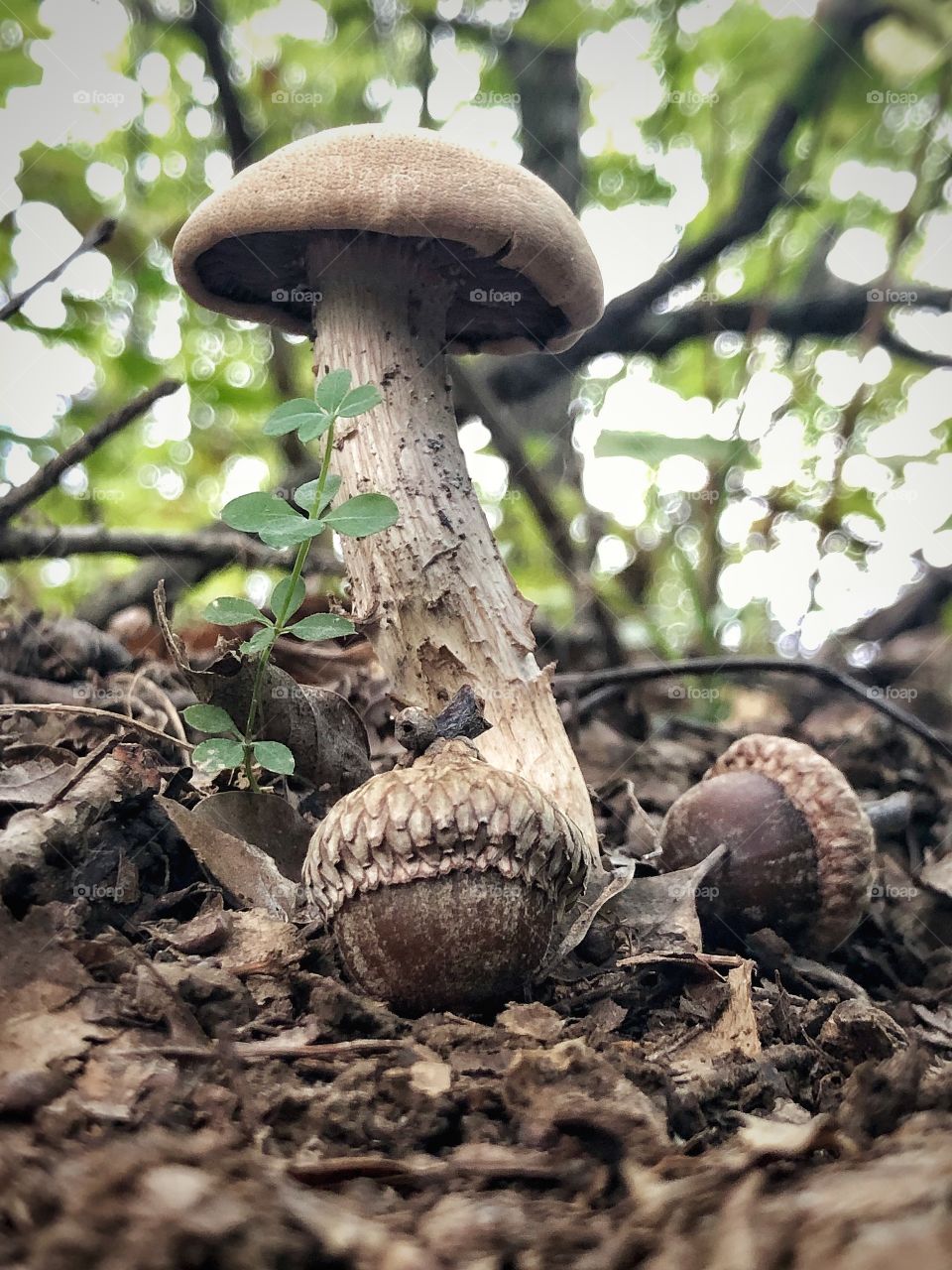 Mushroom and acorns 