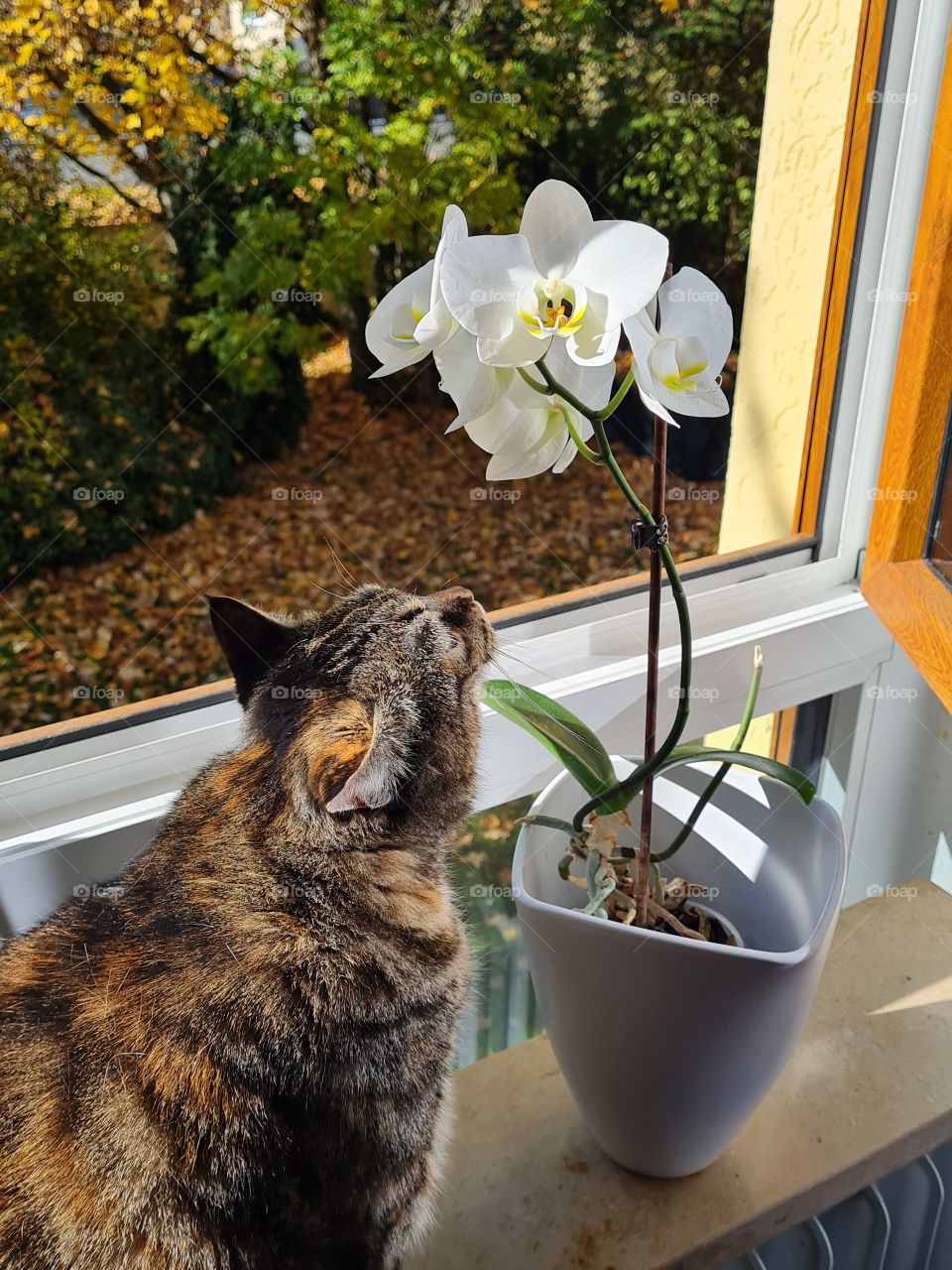 Die Orchidee und Katze