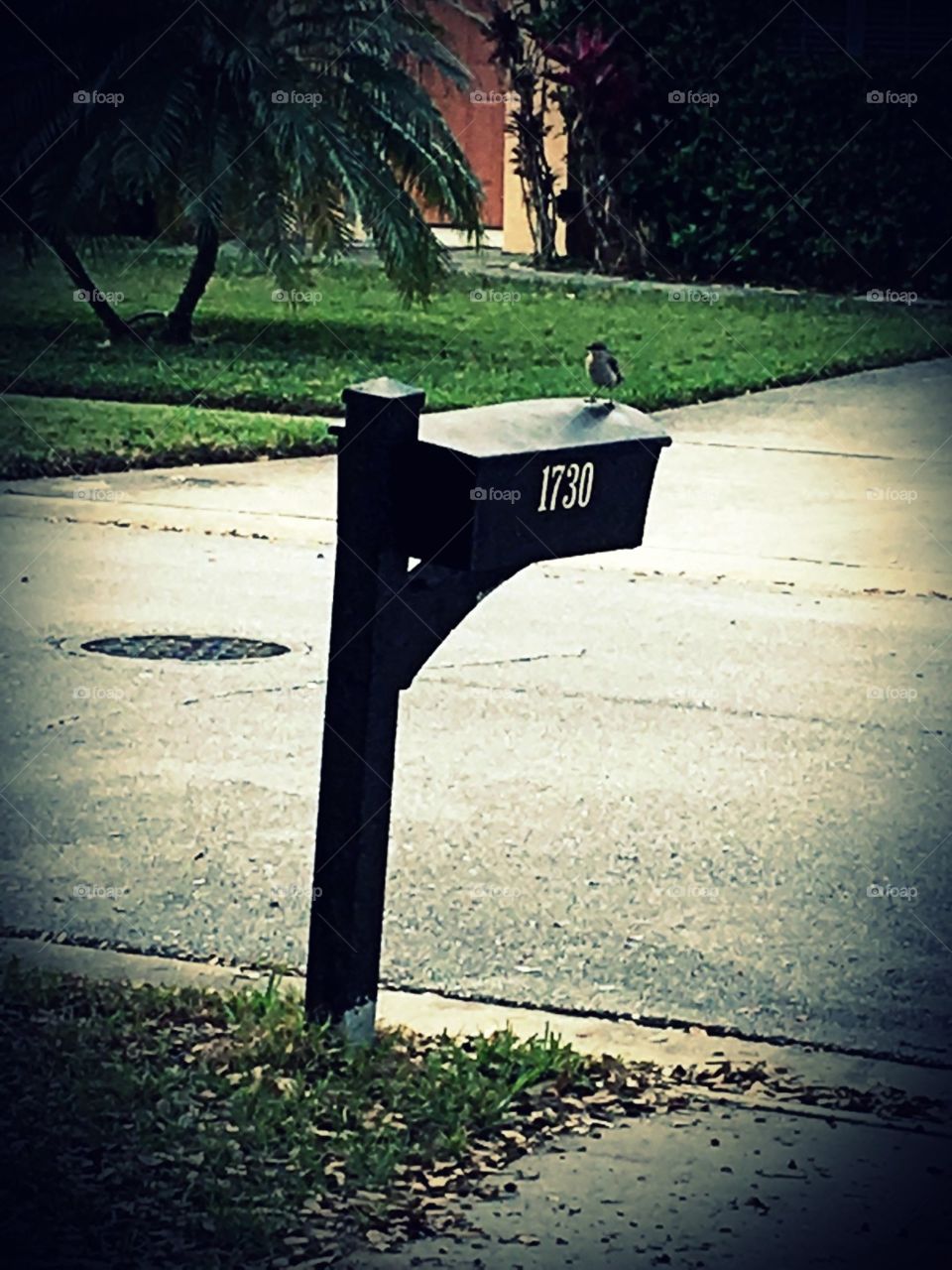 Bird on my mailbox 