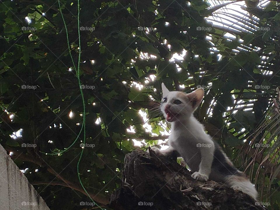 Little kitten roaring like a symba on wild jungly tree