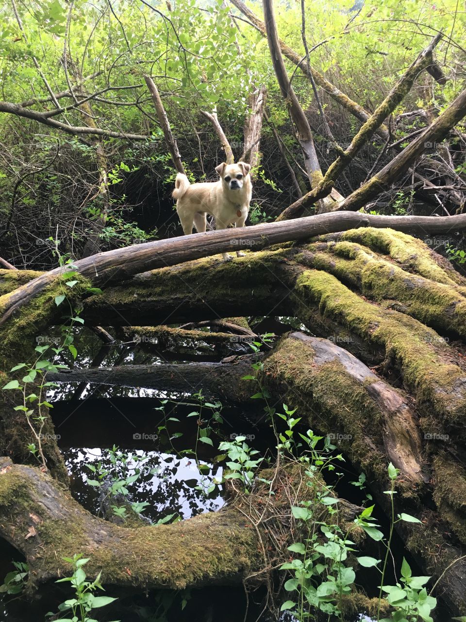 River the chug exploring the wetlands 