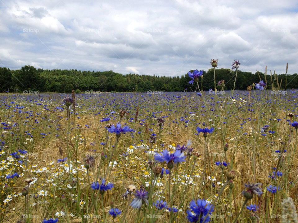 sweden field flower blue by mikaelnilsson