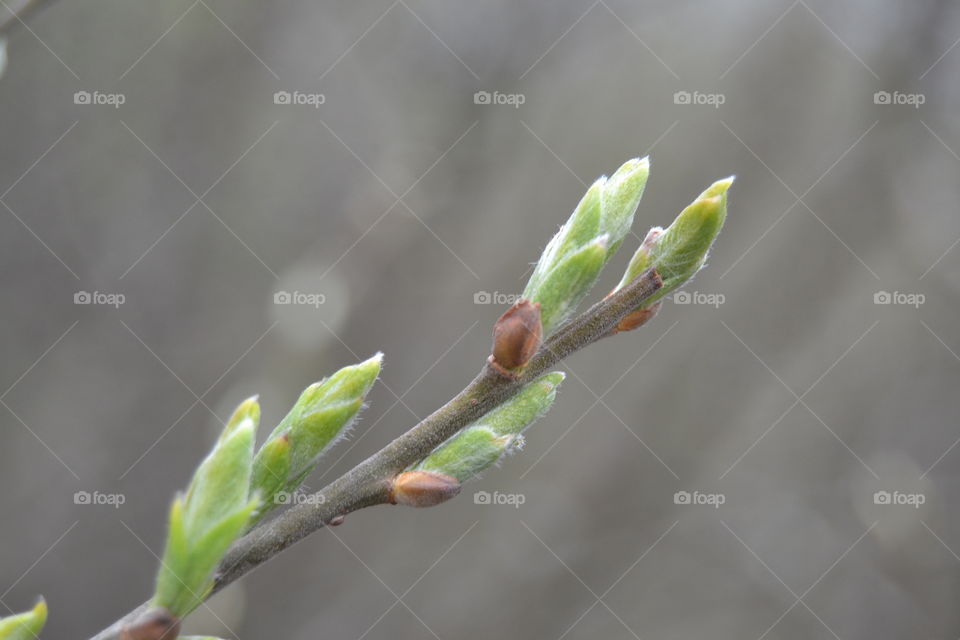 Then comes spring, and fresh buds.