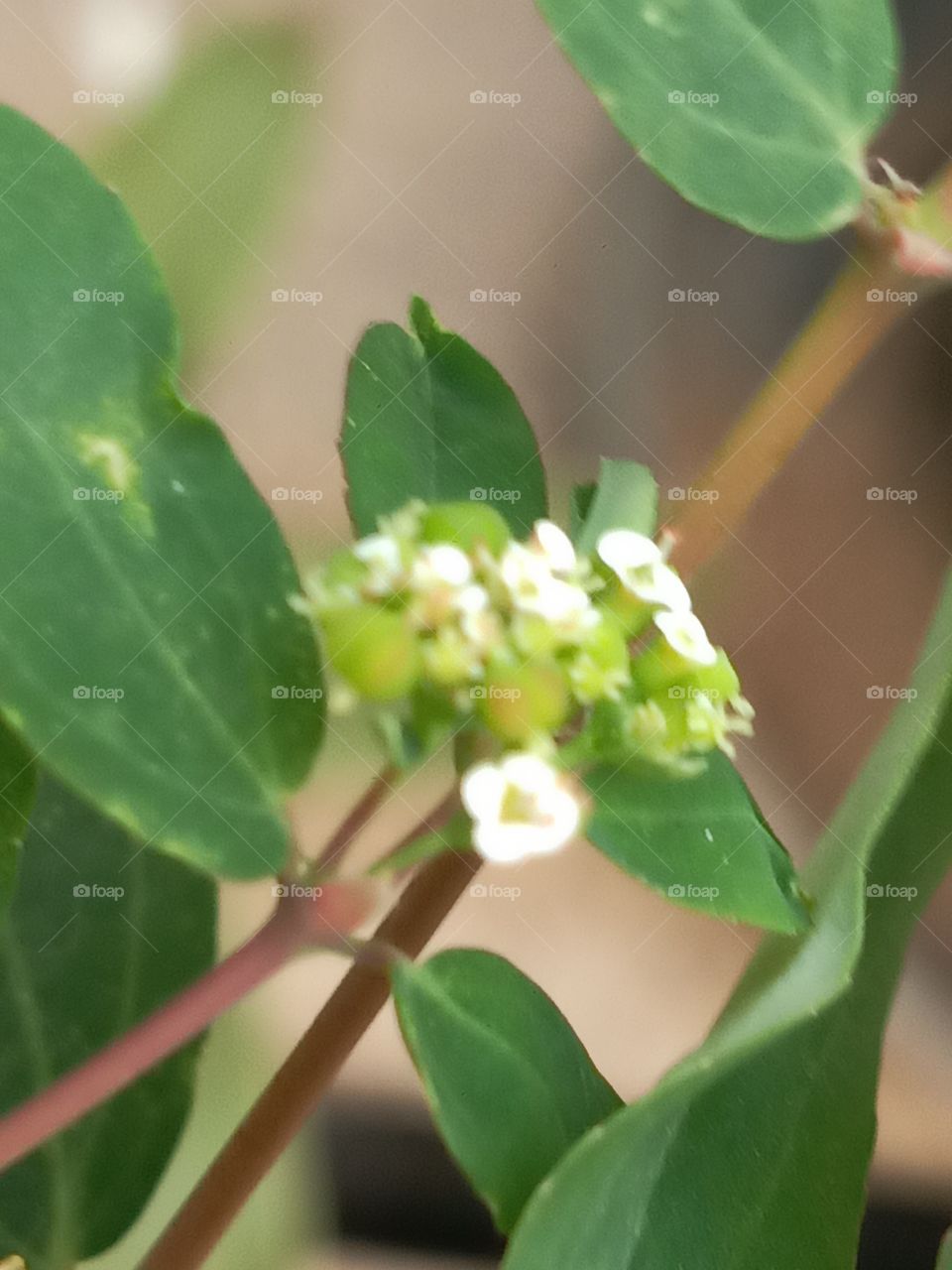 Leaf, Nature, Flora, No Person, Flower