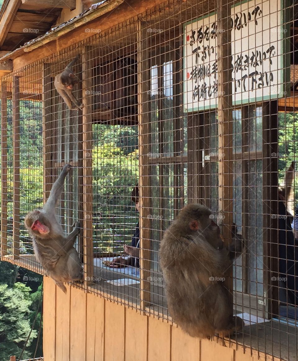 Kyoto monkey park