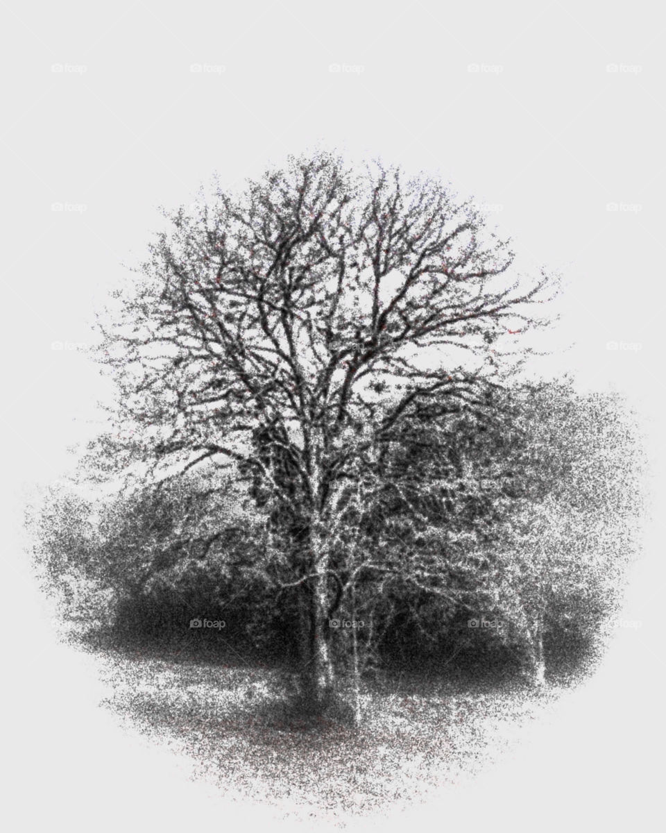 The tree without leaves 