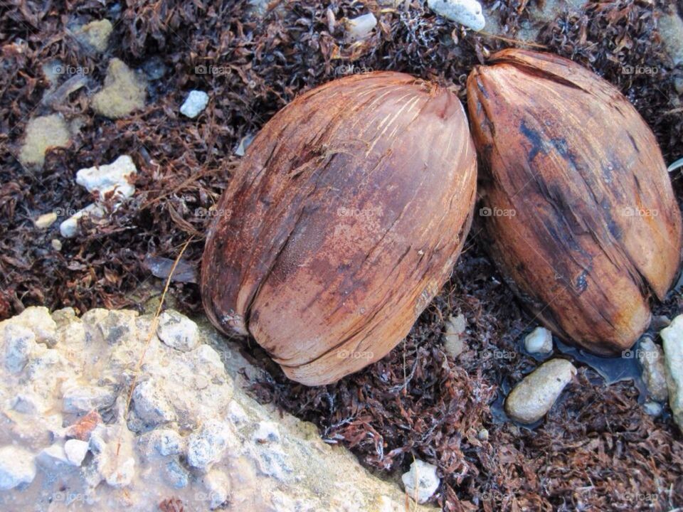 Lovely bunch of coconuts