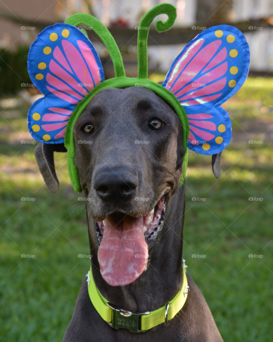 Spring smile Great Dane Style 