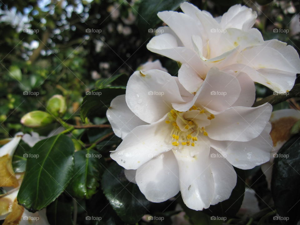 Flower, Nature, Leaf, No Person, Flora