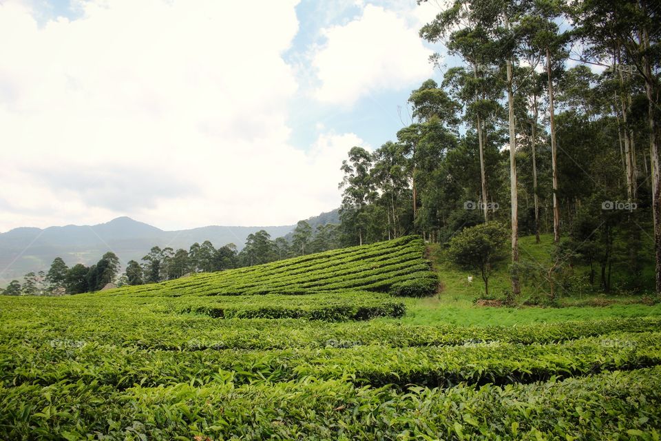 morning view in tea plantation