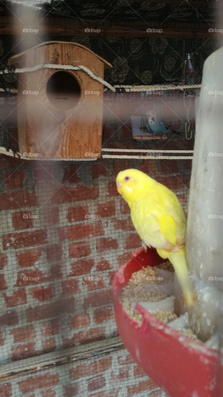 canary