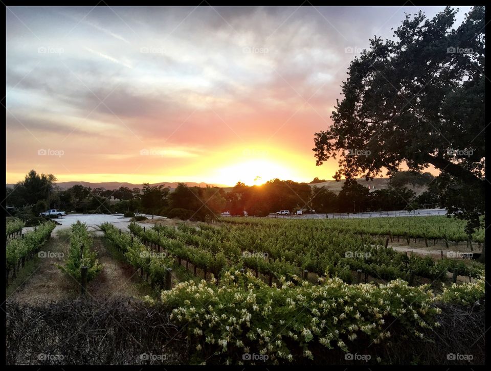 Beautiful sunset in vineyard. Winery