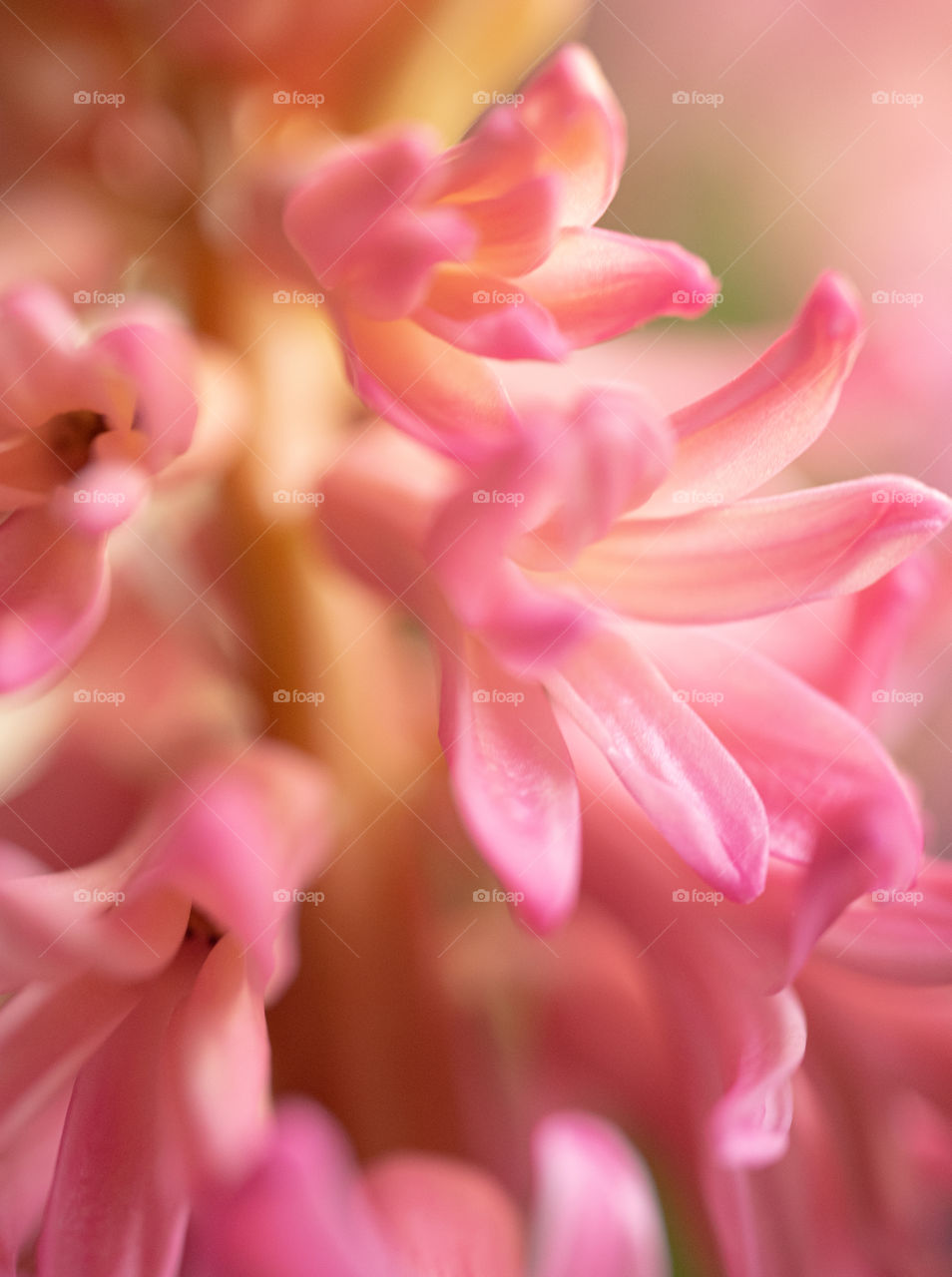 close up of hyacinth flower