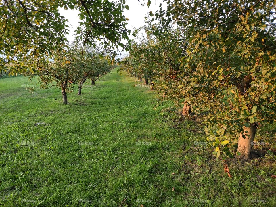 Serbia2go: apple orchard in the dusk Beska