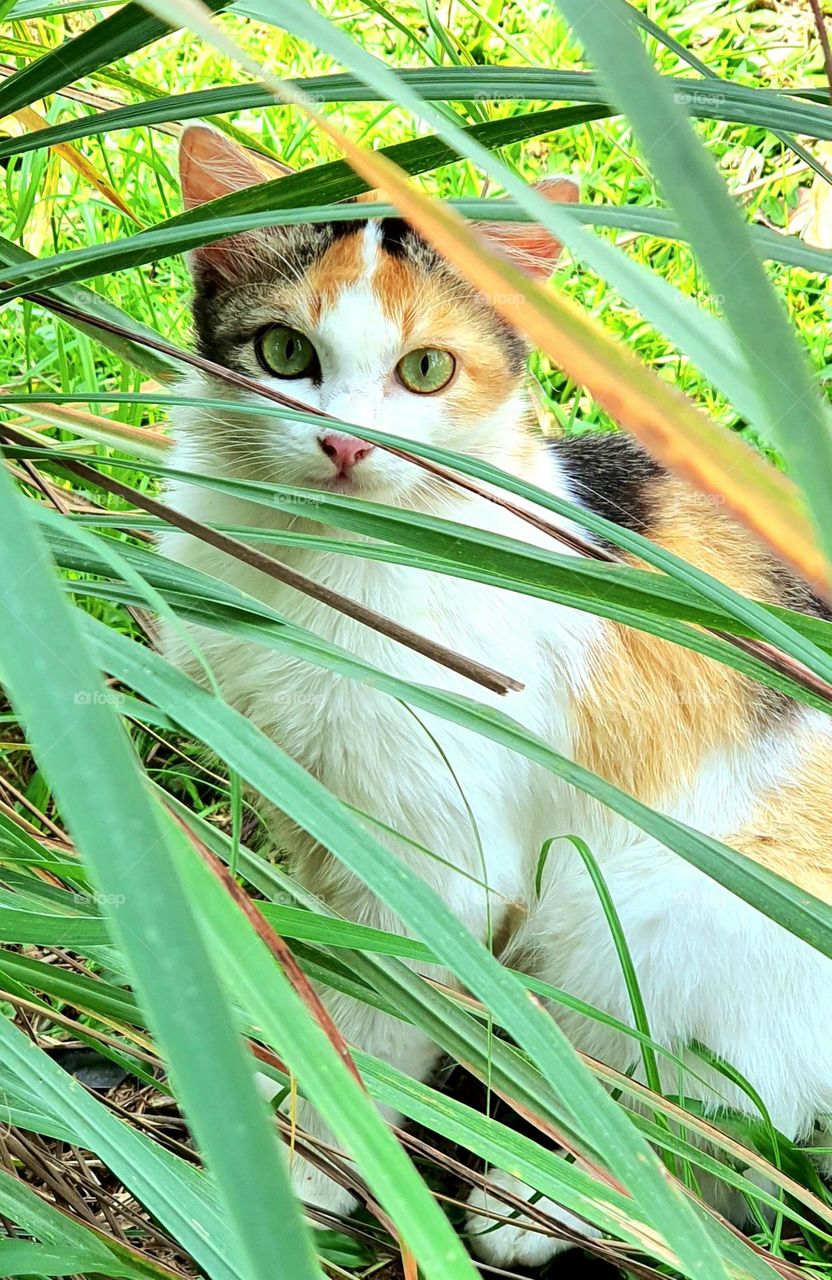 Cat Hiding Behind Lemongrass Tree