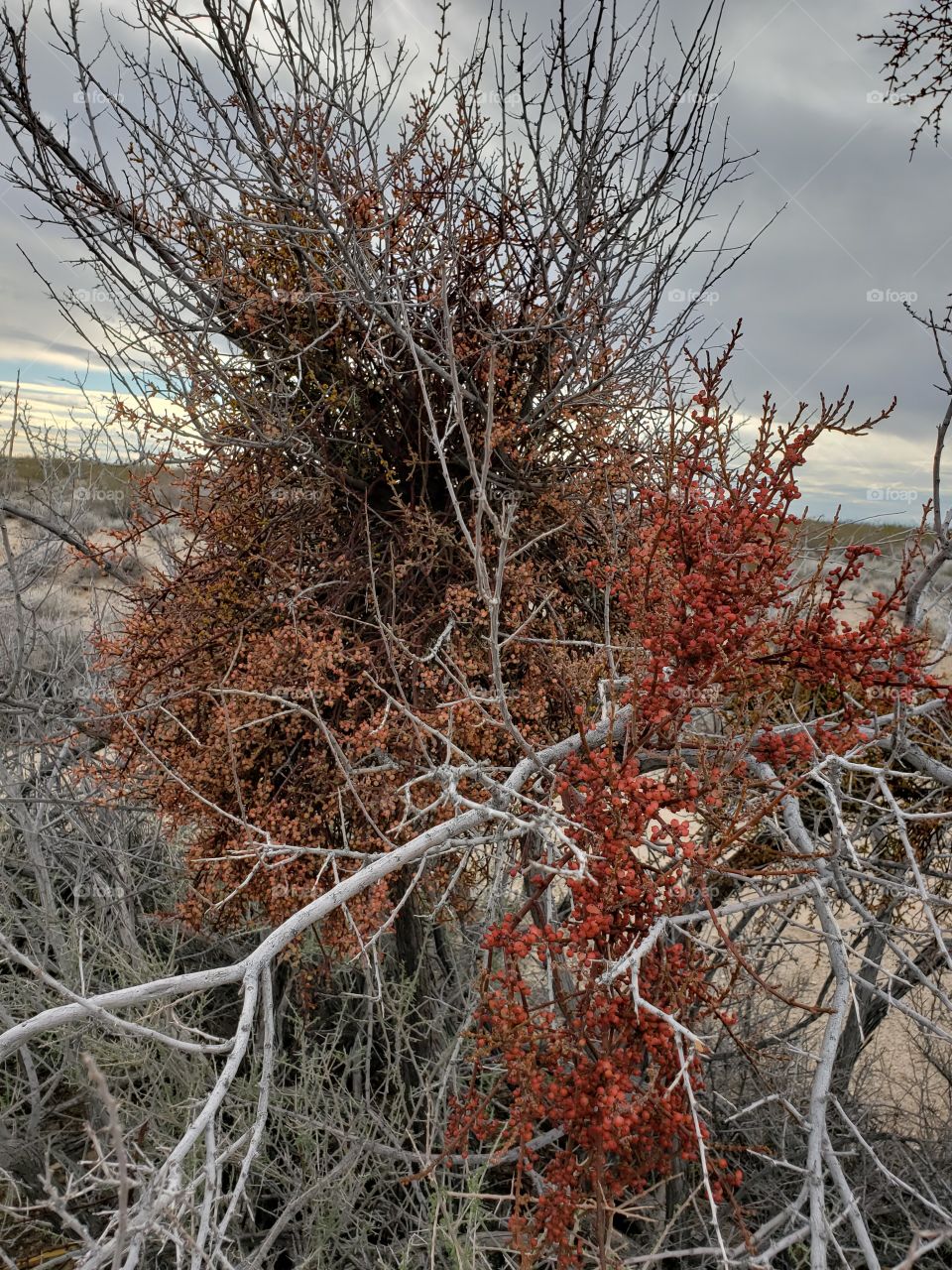 January in the Desert