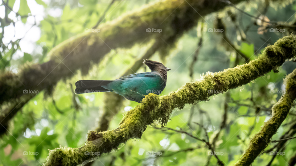A bird I found in Oregon