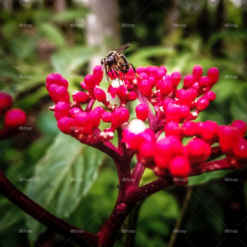 syrphidae looking for honey in leea