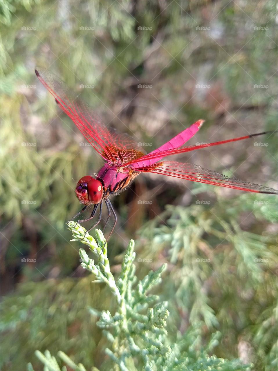 A beautiful red dragonfly.