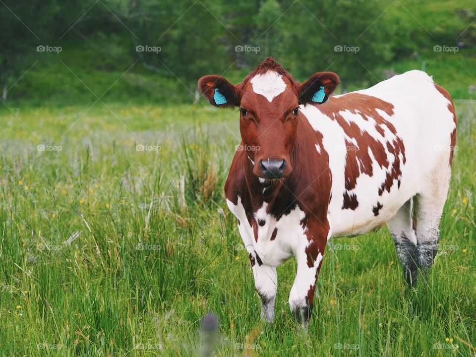 Cow