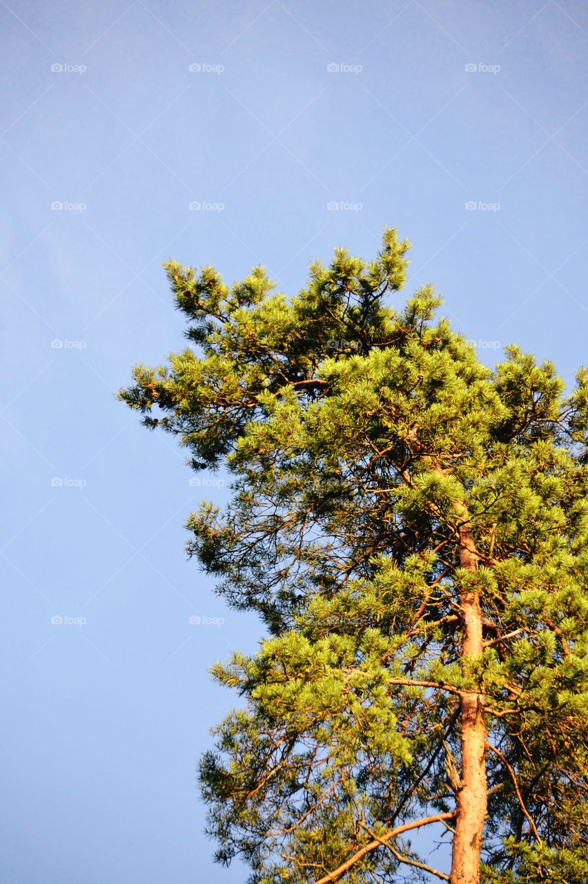 Pine