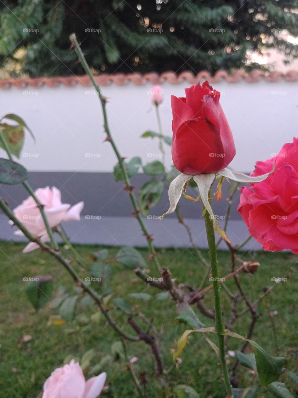 Roses in a house garden, city life