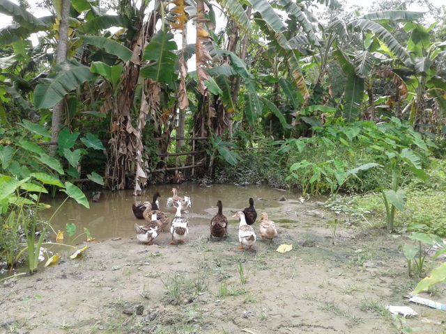 Duck