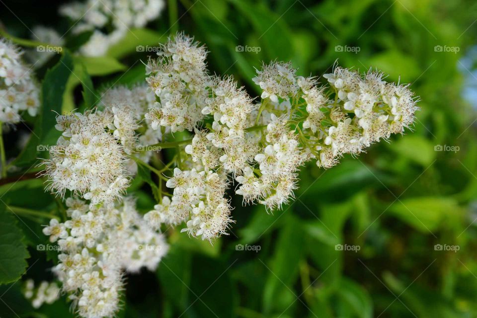 Flowers on a tree