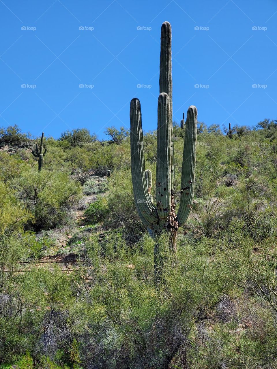 Saguaro Cactus in Arizona Desert
