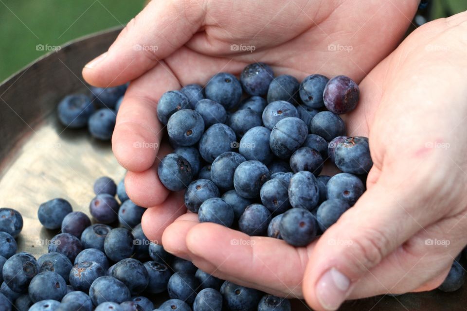 Holding delicious handfuls of fresh blueberries